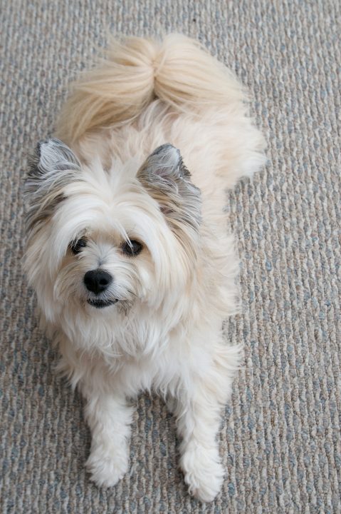 Pepper Before Haircut