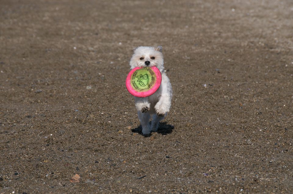 Pepper Playing Frisbee