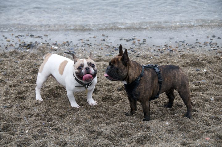 Cute Dogs