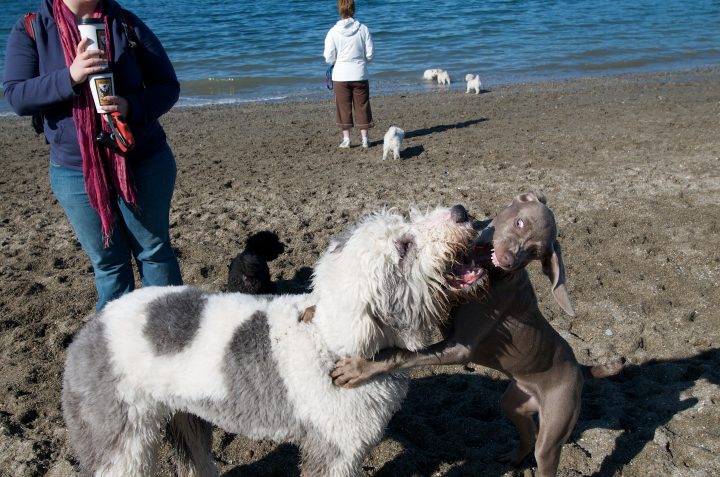 Dogs Playing at the Beach