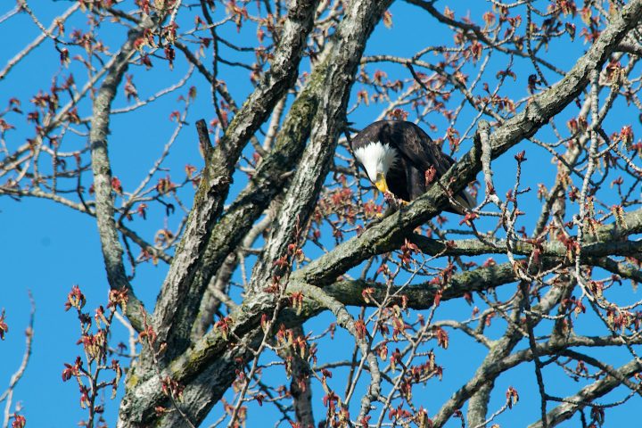 Bald Eagle Eating a Fish