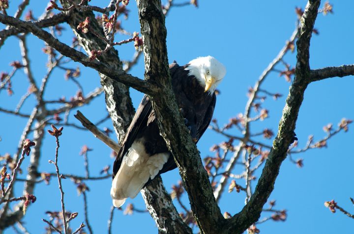 Bald Eagle