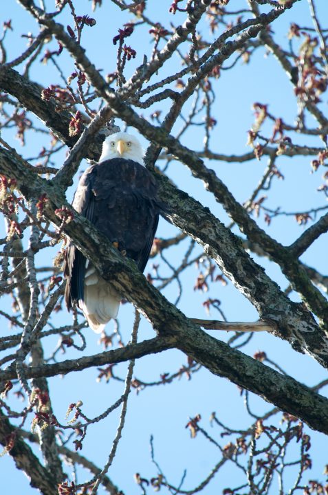 Bald Eagle Looking at You