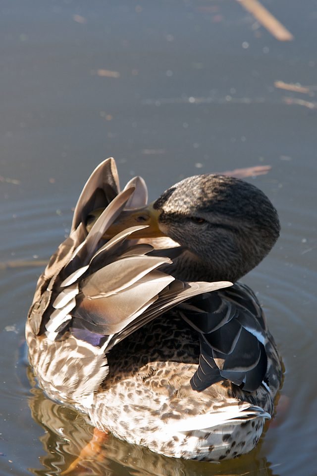 Duck Pruning It's Feathers