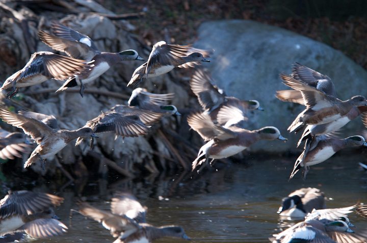 Birds