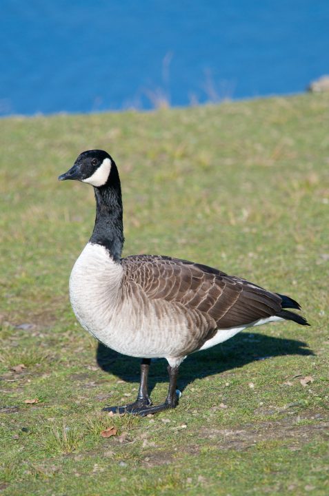 Canada Goose