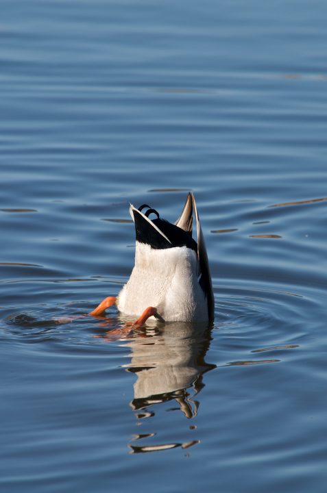 Cute Duck Bum
