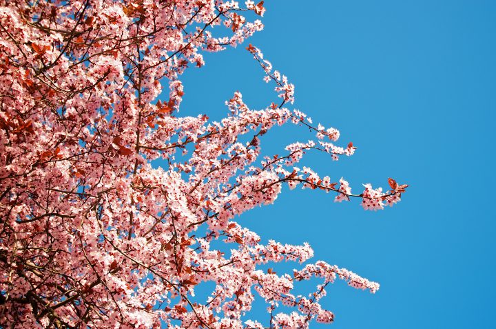 Blossom