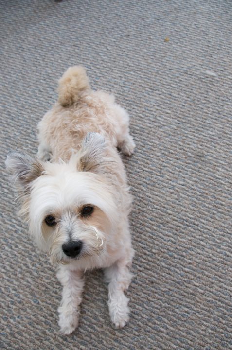 Pepper After Haircut