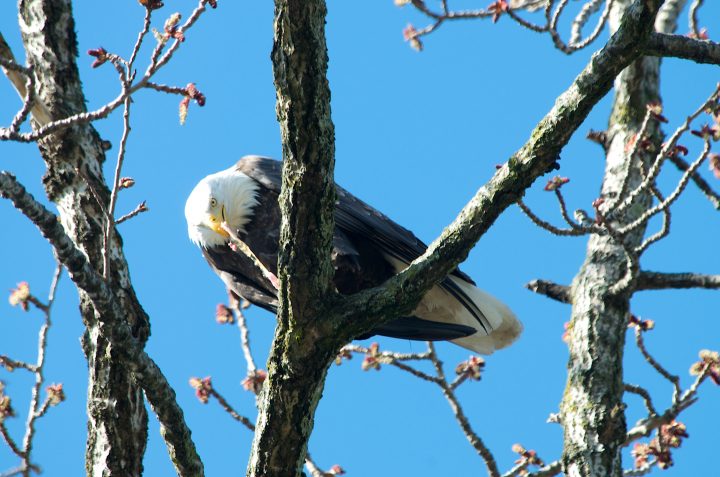 Bald Eagle Eating a Fish