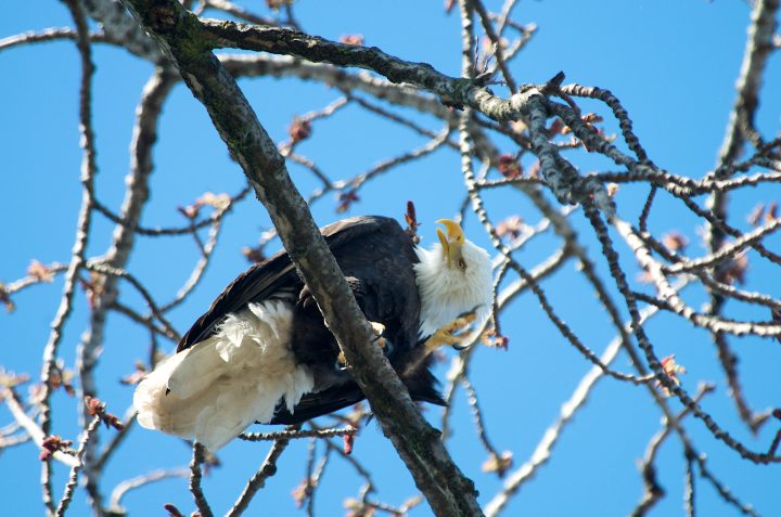 Bald Eagle Scratches It’s Head