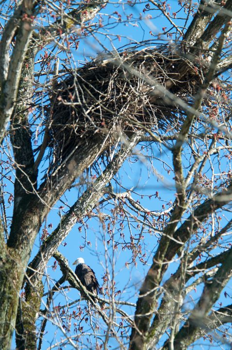 Bald Eagle and Nest