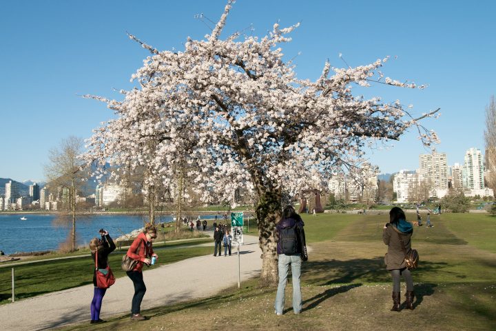 Photogenic Tree