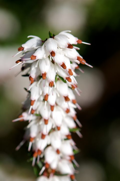 Tiny Little Flower Thing