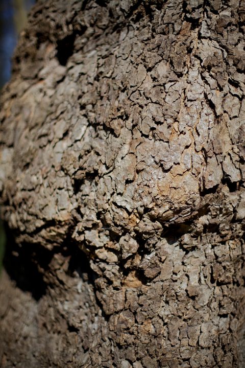 Bark