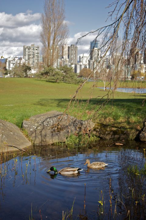 Ducks in the Pond