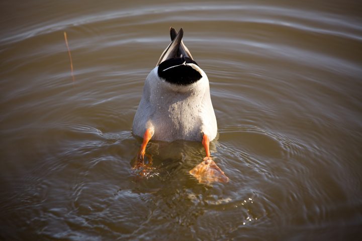 Moar Cute Duck Bum