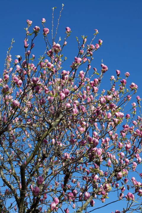 Blossoms