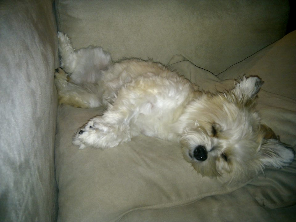 our dog, all tuckered out lying on a small pillow #cute