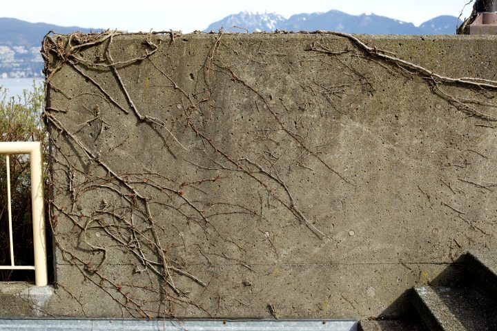 Vines Growing on Cement
