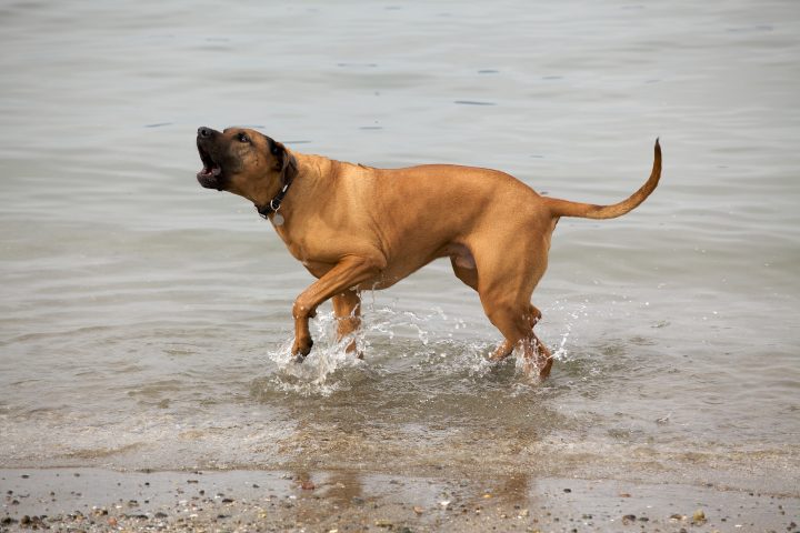 Barking Dog in the Ocean
