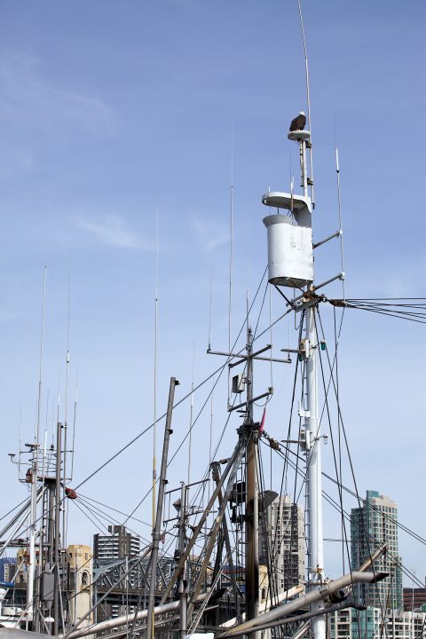 Bald Eagle atop a Mess of Masts and Cables