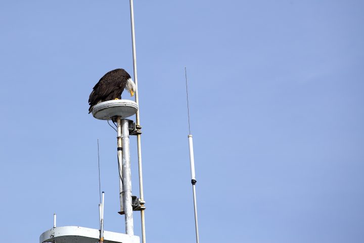 Bald Eagle Looking Down