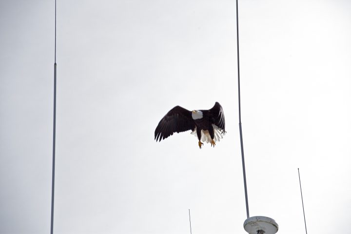 Bald Eagle Lift Off
