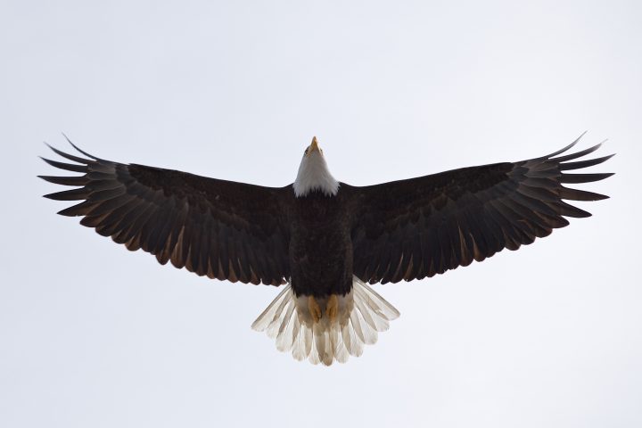 Bald Eagle Flying Over
