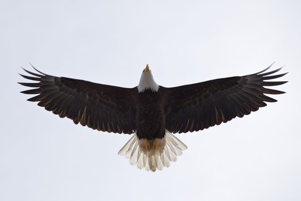 Bald Eagle Flying Over