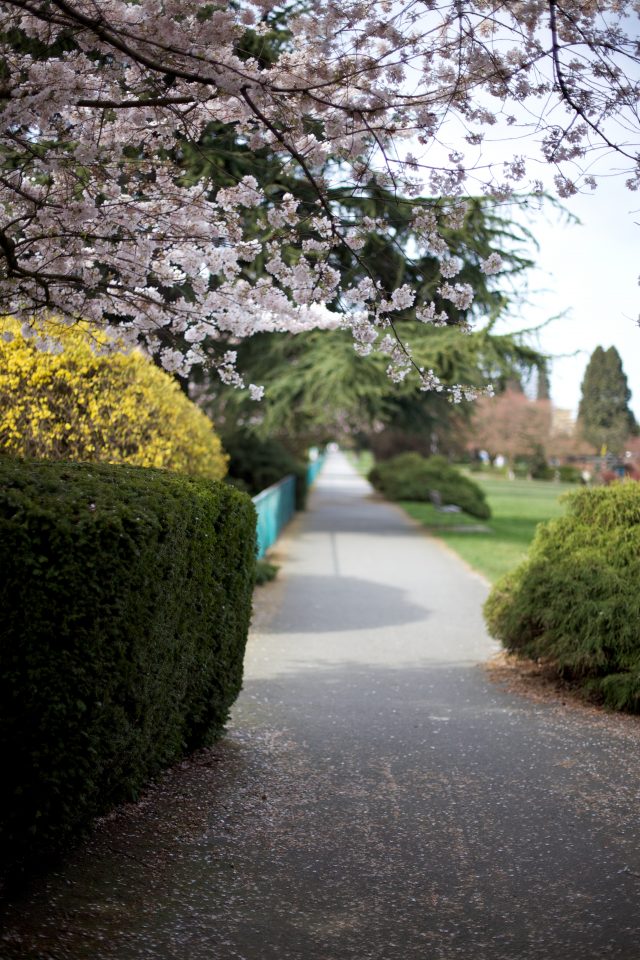 Blossoms and Path