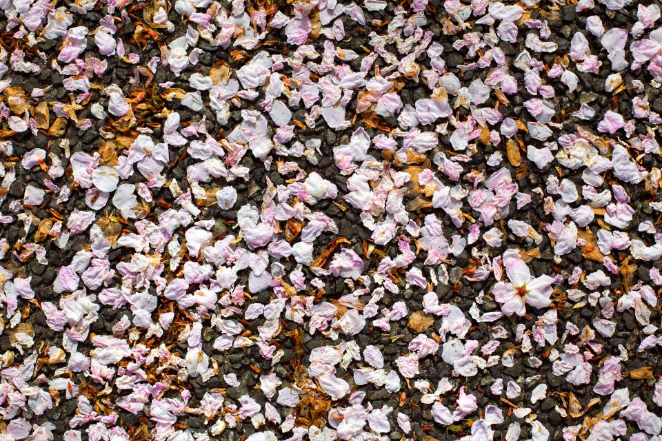 Petals on the Ground