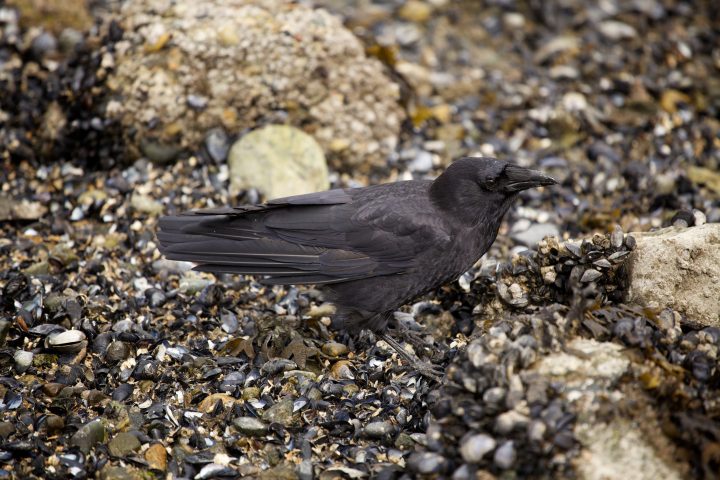 Filthy Crow Feasts at Low Tide