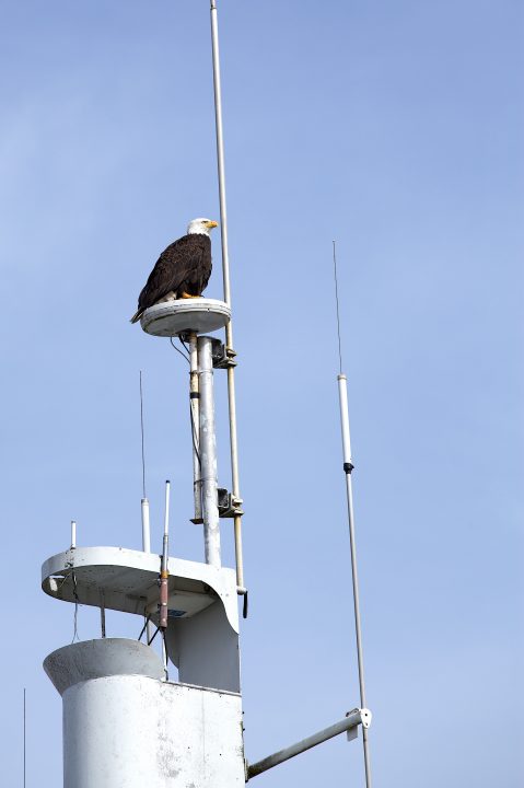 Bald Eagle and Antennae