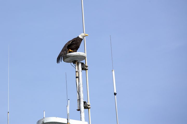Blad Eagle Stretching