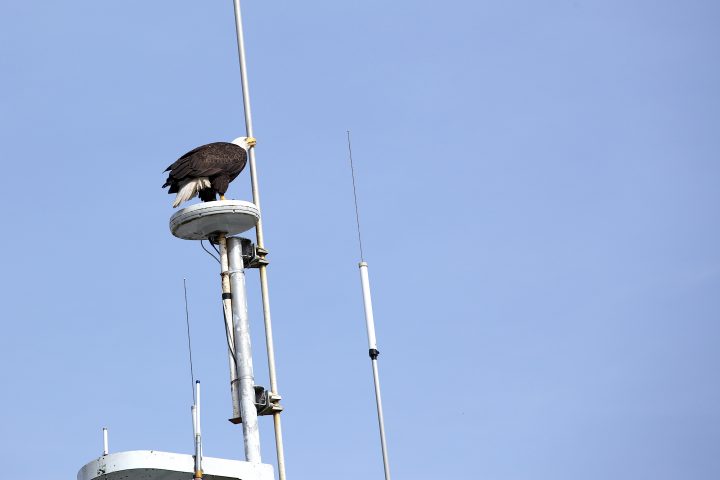 Bald Eagle Cleaning Beak