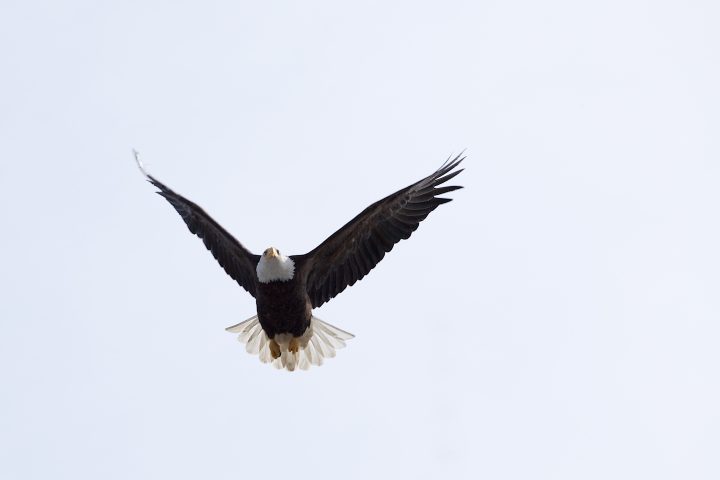 Bald Eagle Mid Flight
