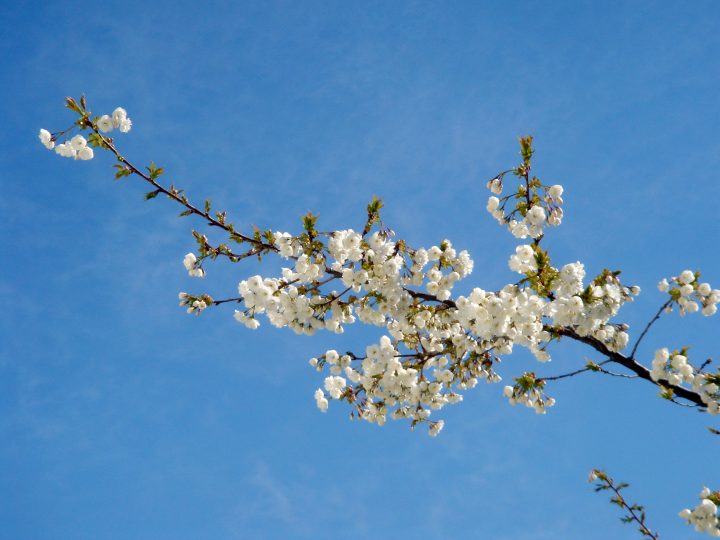 DSC00857