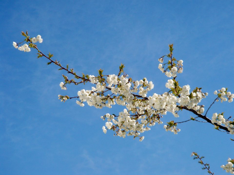 DSC00857