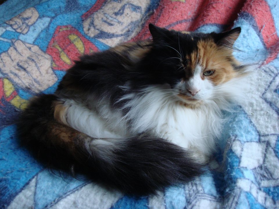 DSC00012