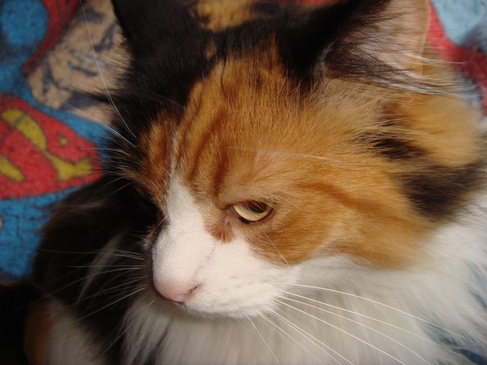 DSC00009