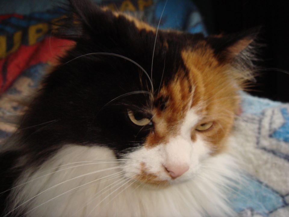 DSC00010