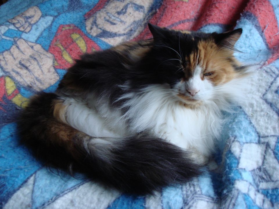 DSC00013