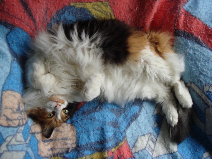 DSC00018