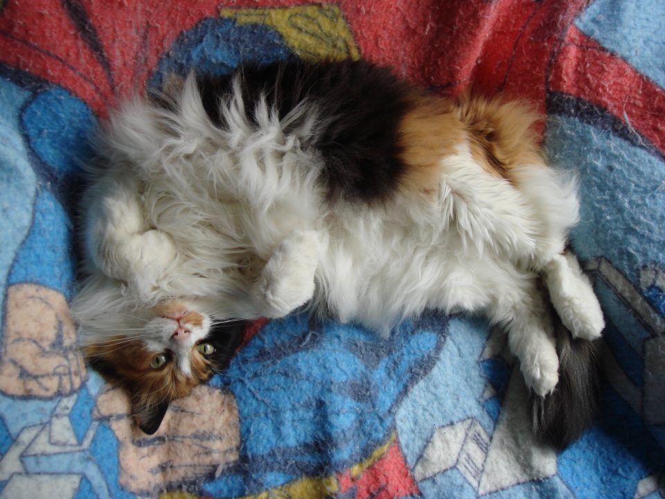 DSC00018