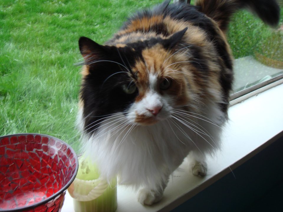 DSC00027