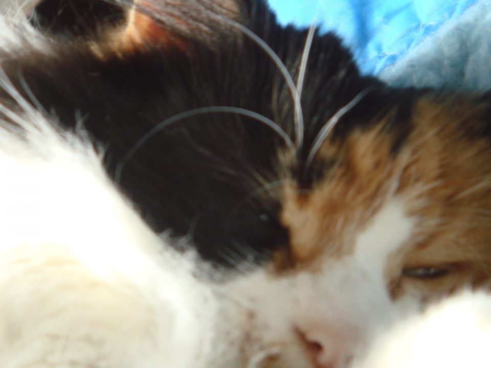 DSC06604