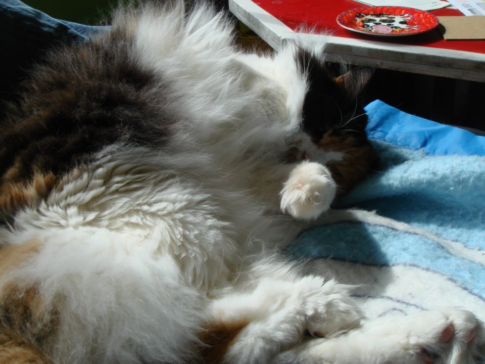 DSC06602