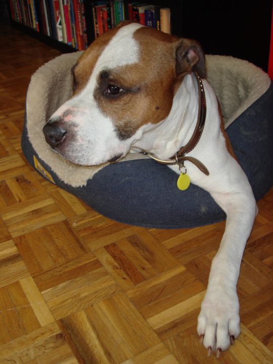 hugo