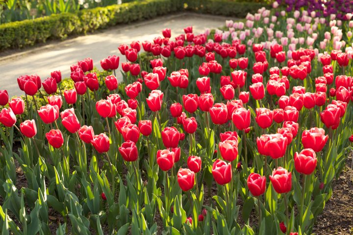 Royal Botanical Garden, Madrid